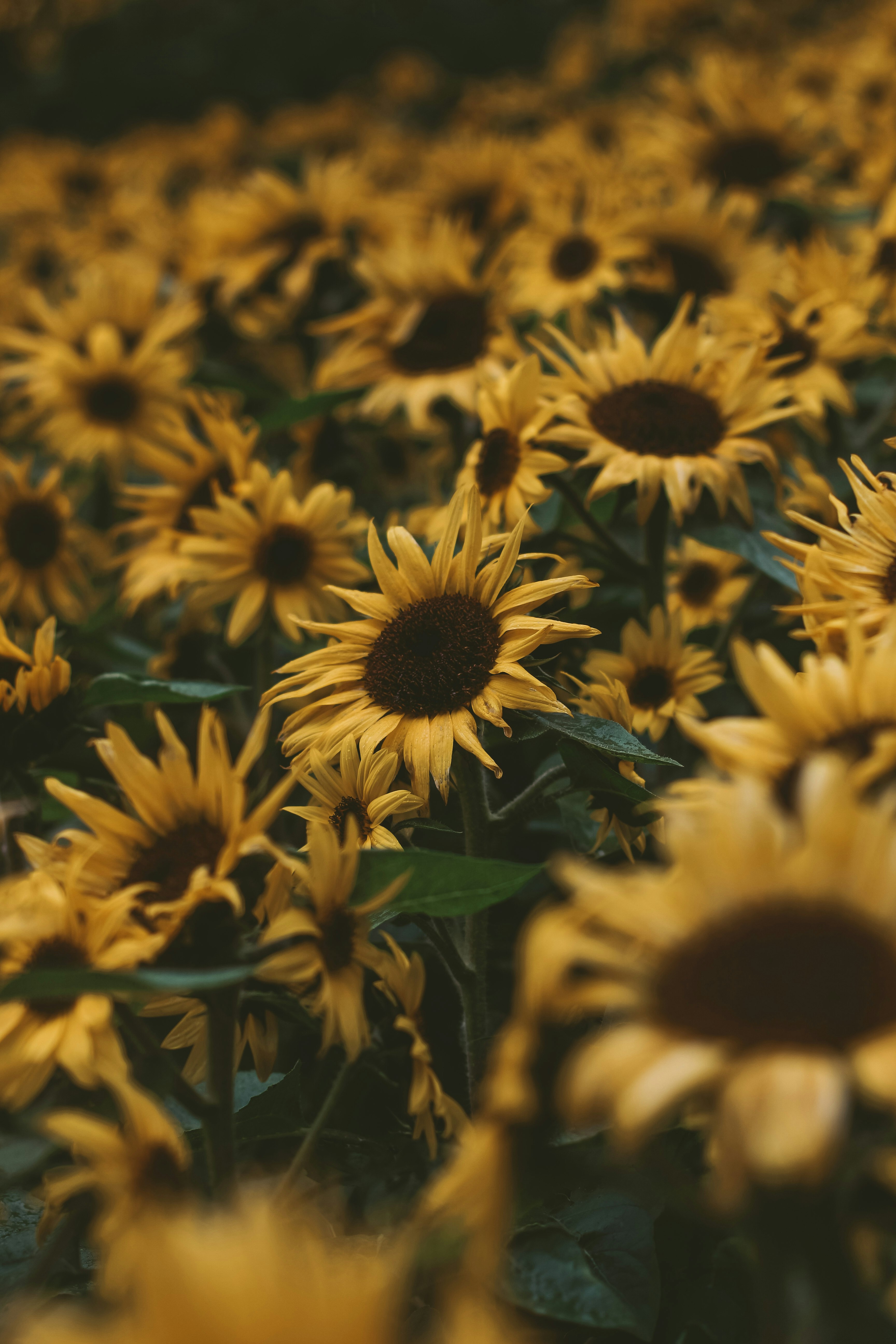 yellow sunflower field during daytime